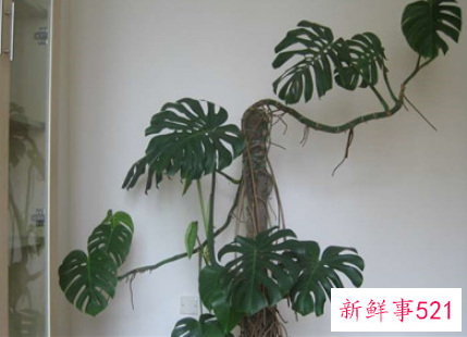 龟背竹的风水学应用