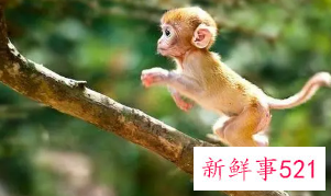 92年猴能生虎宝宝吗