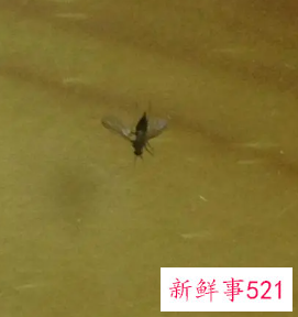 梦见一群小飞虫