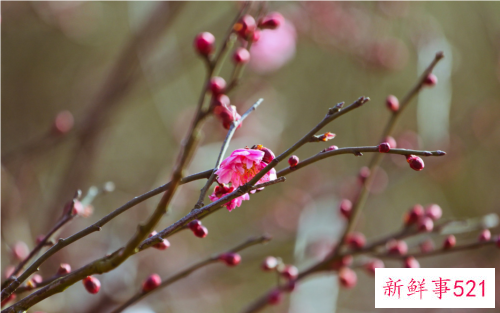 梅花叶子发黄卷叶原因和处理方法