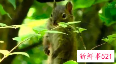 野生动物保护级别的规定