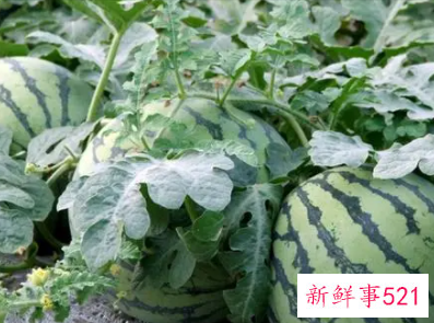 梦见西瓜切开是生的是什么意思