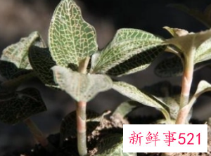 金线莲是温性还是寒性