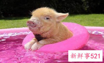 能让男人上瘾的生肖女子