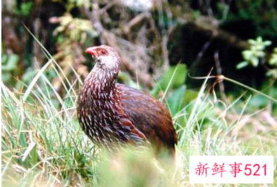 梦见鹧鸪有什么征兆