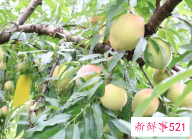 孕妇梦见吃青桃子