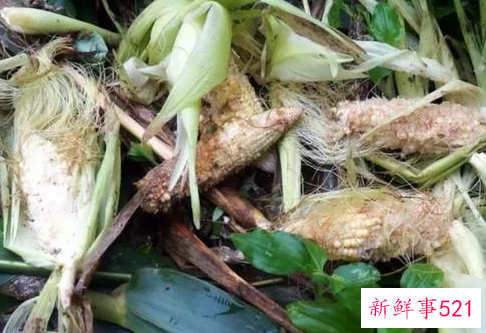 四川野猪泛滥成灾捕杀后能吃吗