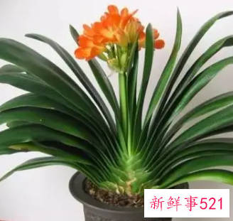 生肖羊养什么植物可以旺财