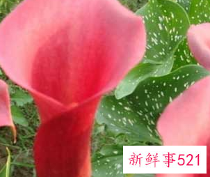 马蹄莲开花图片