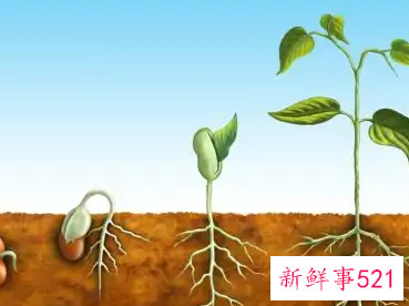 植物自然生长是什么意思