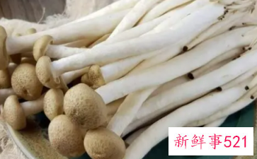 蟹腿菇的营养价值