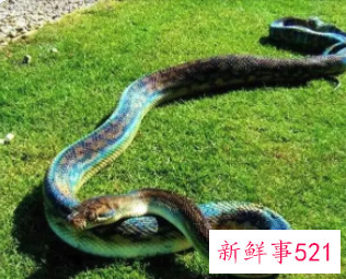 梦见抓住大蛇寓意