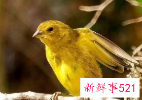 养什么小鸟便宜