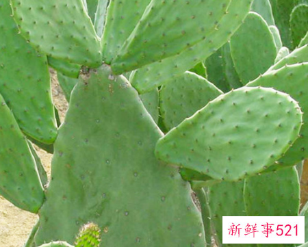 镇宅化煞的植物有哪些