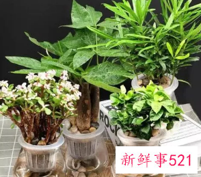 室外镇宅的花卉绿植有哪些