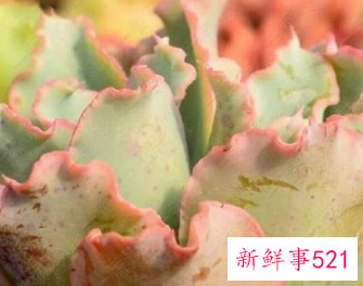 十二星座专属多肉