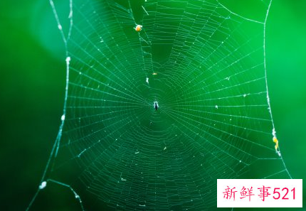 梦见罗网的含义