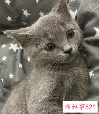 新手养猫基础知识蓝猫