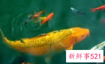 梦见鱼在浅水一抓一个准