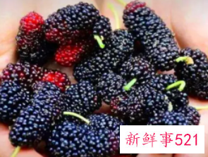 孕妇吃桑葚的好处