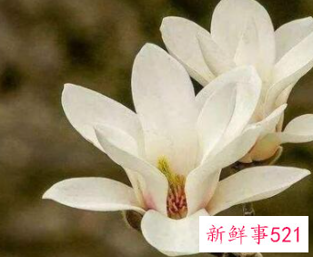 养殖玉兰花有哪些常见的病虫害