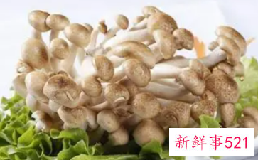 蟹腿菇的营养价值