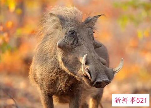 四川野猪泛滥成灾捕杀后能吃吗