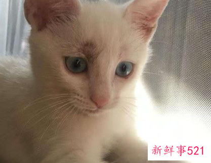 猫咪耳朵大面积掉毛怎么办