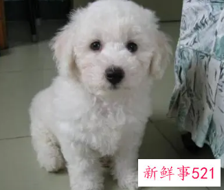 哈瓦那犬的性格特点