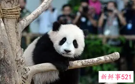 梦见养大熊猫是什么意思