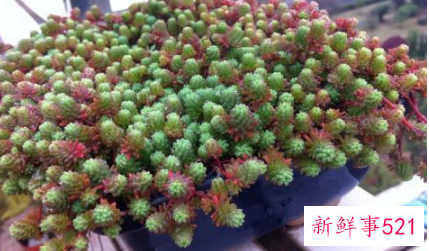 薄雪万年草的繁殖方法