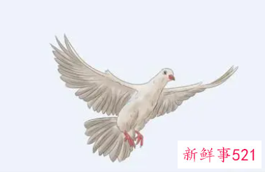 梦见一对鸽子是什么意思