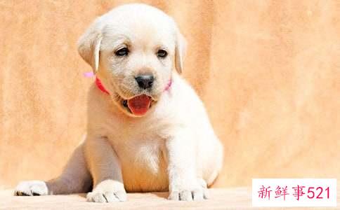 梦见小狗的解释