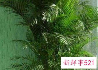 客厅最适合的盆栽植物