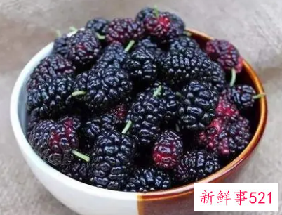 桑葚的功效与作用泡水