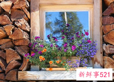 梦见家里多很多盆栽