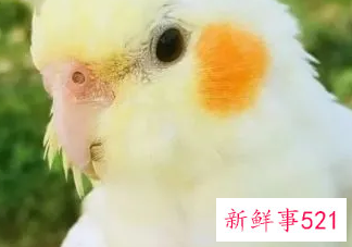 养什么小鸟便宜