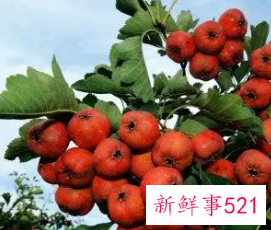 梦见摘路边的果子吃