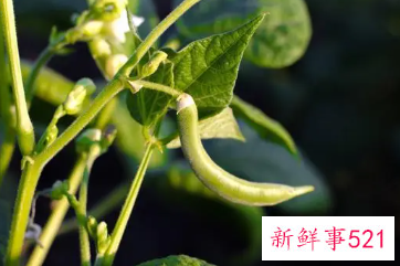 菜豆生长特征和主要类型