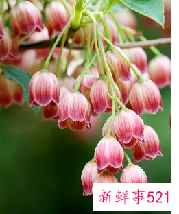 植物自然生长是什么意思