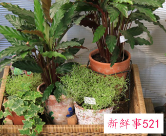 阳台寓意好生命力旺盛的植物