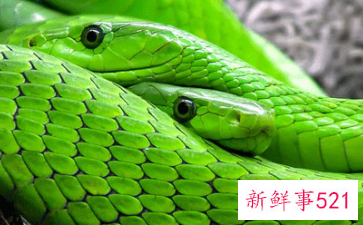 属蛇什么时辰出生好