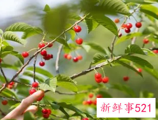 梦见摘路边的果子吃