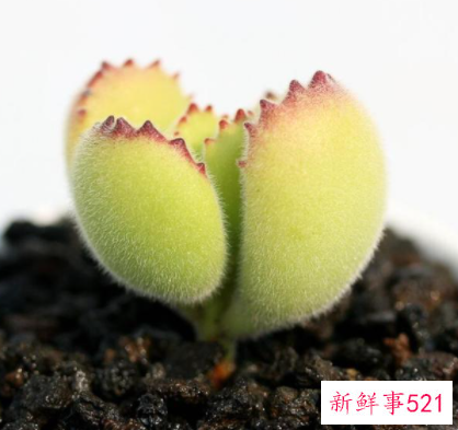 熊童子在秋季的养殖技巧