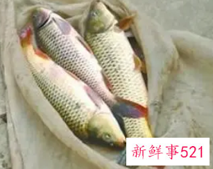 女人梦到自己在抓鱼吃鱼