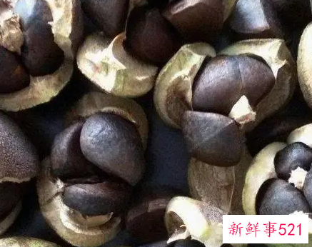 绿茶籽的用途及忌讳