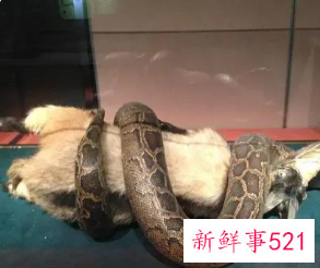 梦见抓住大蛇寓意