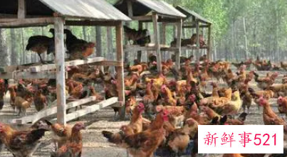 养殖年终总结报告范文