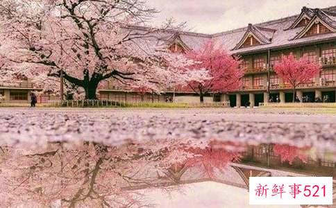 樱花什么时候开花哪个季节