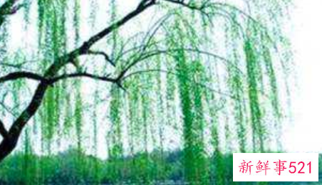 周公解梦之梦到水边垂柳